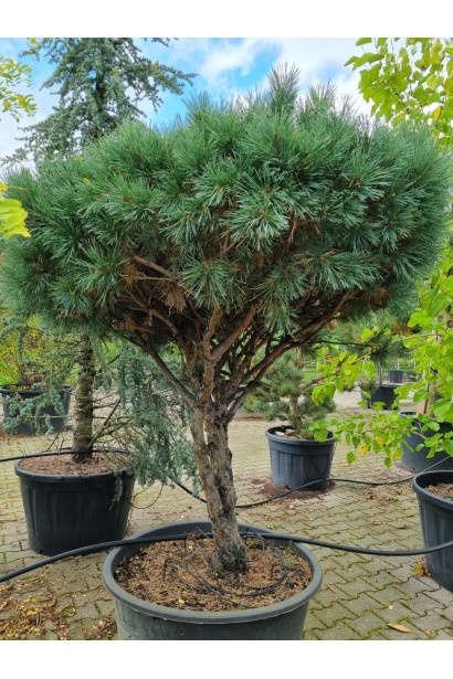 Сосна звичайна Ватерері на штамбі посадка